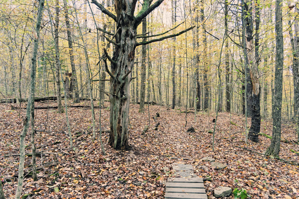 Forest scene with a small wood footbridge near the center bottom,  most of the forest floor is covered with fallen leaves,  there is very little understory,  a particularly large stem is left of center, but what really sticks out is numerous yellow leaves from young beeches scattered all around