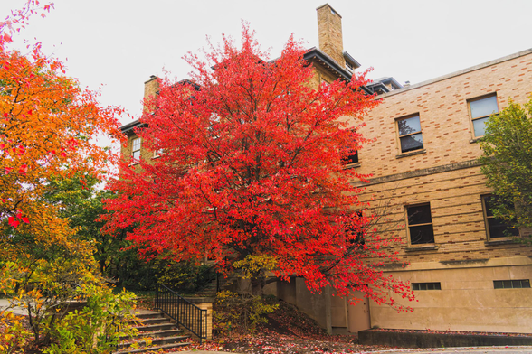 Reddish orange maple tree on the side of a cream colored brick building with a tree with yellow leaves is at the far left