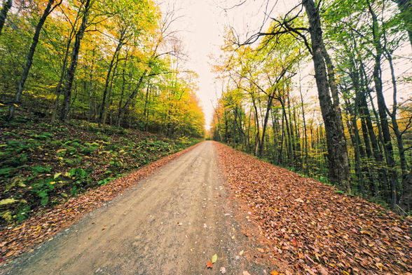 A road runs straight up from the bottom of the frame with leaves piled up on the right;  above a layer of green understory and luminous yellow and green foliage above
