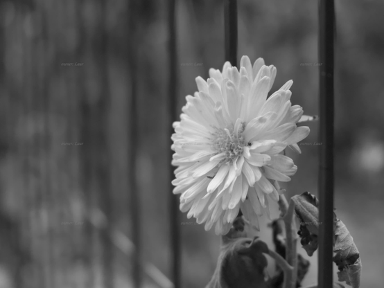 Flower, closeup, black and white, photo