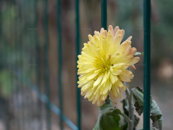 Flower, closeup, color, photo