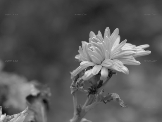 Flower, closeup, black and white, photo