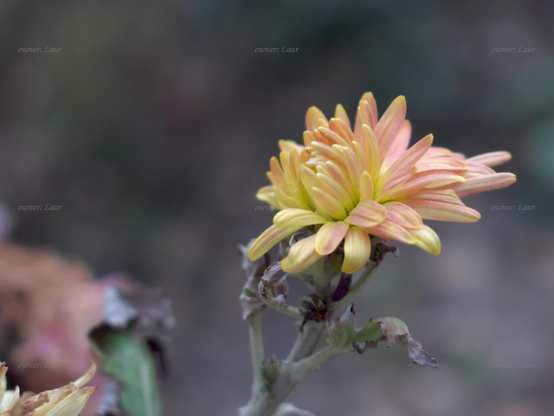 Flower, closeup, color, photo