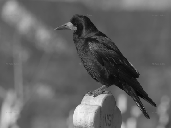 Bird, closeup, black and white, photo