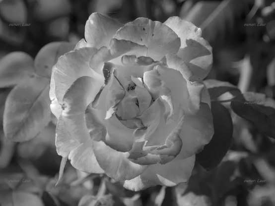 Rose, closeup, black and white, photo