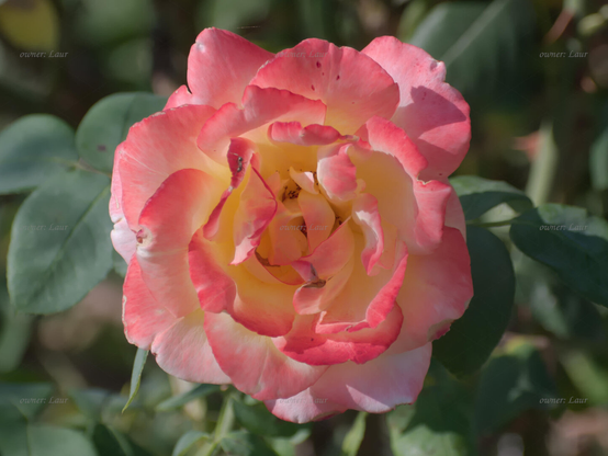 Rose, closeup, color, photo