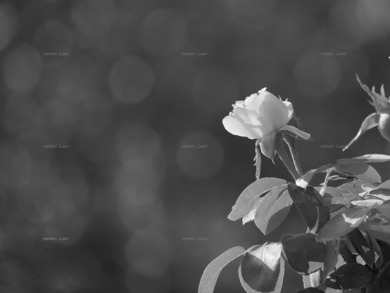 Rose, black and white, photo