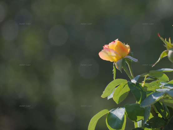 Rose, color, photo