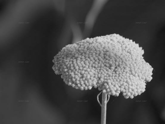 Flower, closeup, black and white, photo