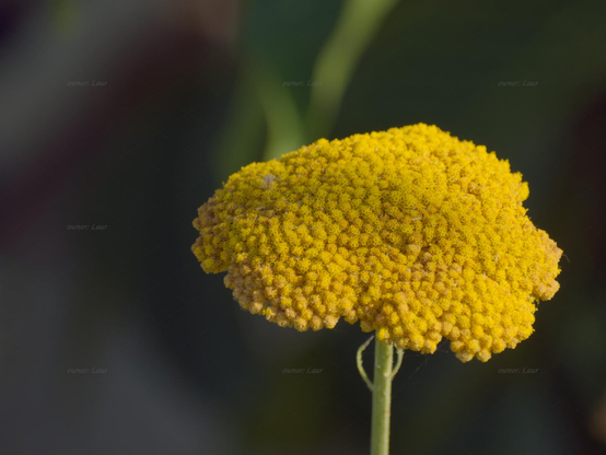 Flower, closeup, color, photo