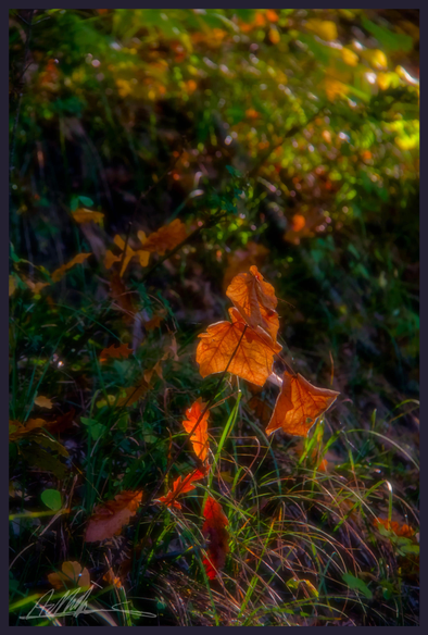 A small group or autumn orange brown leaves illuminated by the morning sun om a mostly dark woodland floor