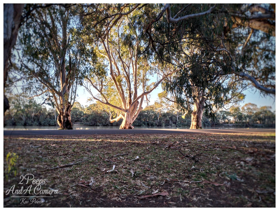Three large river red gum trees stand prominently in a line. The central tree is brightly illuminated by golden afternoon light, making its white bark stand out against the darker, shaded trees on either side.

A dark road or path is in the foreground, with scattered debris and dry leaves on the ground. Behind the trees is the calm, dark water of a river and dense bushland. The overall mood is peaceful and sun drenched.