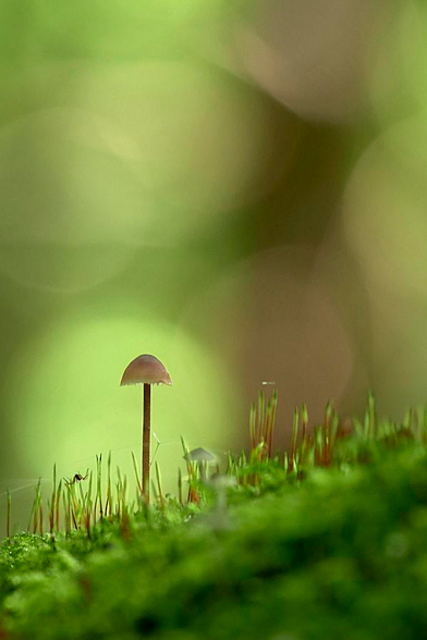 A single, delicate mushroom with a slim, straight stem emerges from a soft carpet of green moss. Centred against a smooth, blurred, light-green background, it creates a calm, dreamlike atmosphere. The small, dome-shaped cap is pale brown with a slightly frayed edge. Fine strands of spider silk stretch diagonally from the stem towards the right, catching the light like faint silver lines. In the bottom left corner, a tiny spider hangs beside the moss stalks. The depth of field is very shallow: the mushroom is in sharp focus, while the foreground moss and the entire background melt into creamy bokeh circles. The composition is vertical and uncluttered, with the mushroom placed slightly off-centre and negative space filling most of the frame with bokeh circles.