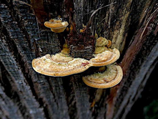 Foto van halfronde zwammen op boom met gekerfde bast