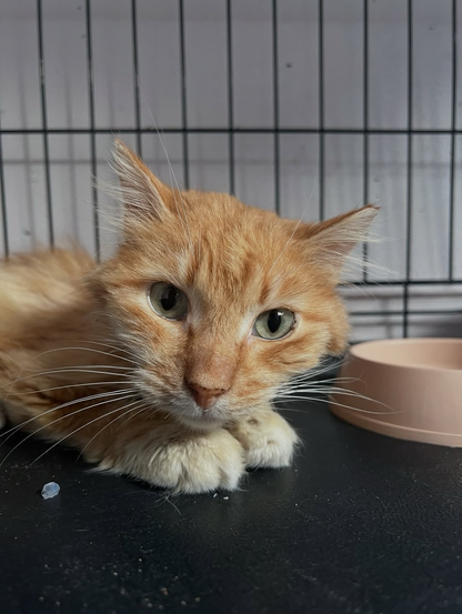 Kindly help with cat food at the shelter ❤️‍🩹.