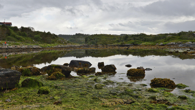 A photo of a shore of a shallow body of water with hills in the background. The shore has large amounts of seaweed on it and many rocks. The sky is overcast.