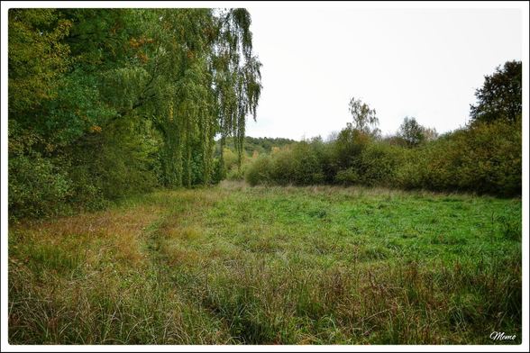 Bildbeschreibung: 
Ein Trampelpfad führt über eine Wiese Richtung Dickicht und Wald. Auf der linken Seite wachsen Bäume; rechts hohe Büsche.