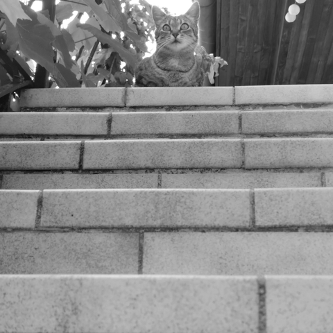 Un chat en veille en haut d'un escalier