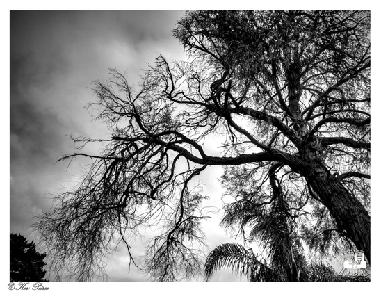 A dramatic, low angle black and white photograph looking up into the canopy of a large tree with long, sparse, twisting branches reaching across a cloudy, textured sky.

A few leaves and a palm frond are visible lower down, but the overall feeling is one of stark, silhouetted branches against the bright, overcast sky.