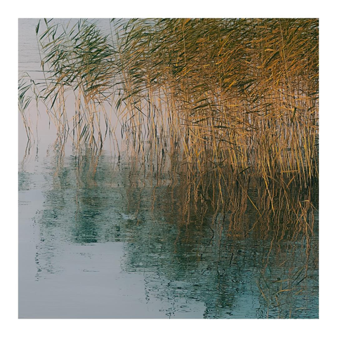 Schilf im Wasser eines Sees, die Farbtöne schwanken um Gelb und Blau