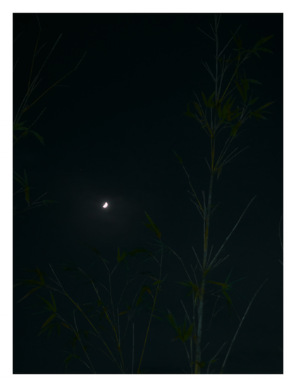 A bright, white crescent moon glowing in a dark, almost black sky. In the foreground and framing the scene are the silhouettes of slender bamboo stalks and their sparse leaves. The bamboo has a muted, dark green and greyish tone, with some leaves catching a faint light, appearing slightly yellowish-green.- Google Gemini 2.5 Pro