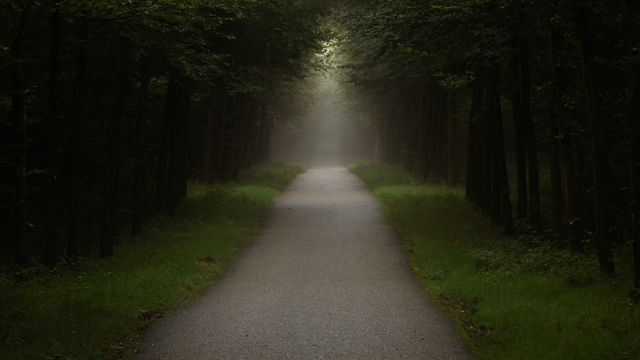 A straight path in a lush green forest runs from the bottom center of the frame to a gold-lot foggy vanishing point in the top center of the frame. 
