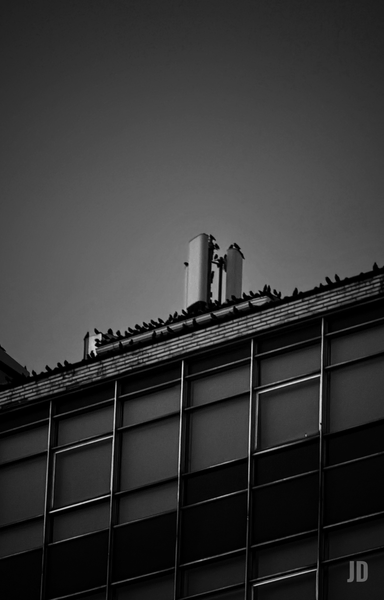 Una fotografía en blanco y negro muestra la parte superior de un edificio moderno desde una perspectiva de contrapicado. La mayor parte de la mitad superior de la imagen está ocupada por un cielo oscuro y uniforme. Justo debajo del cielo, en la azotea del edificio, se observa un gran número de palomas posadas a lo largo de un borde de ladrillo y sobre dos estructuras verticales claras, que parecen ser chimeneas o conductos de ventilación. Las palomas se ven como siluetas oscuras, destacando contra las estructuras claras y el cielo. Debajo de la azotea, se aprecia la fachada del edificio, compuesta por varias filas de ventanas grandes y oscuras, dispuestas en un patrón de cuadrícula con marcos visibles que reflejan ligeramente el entorno o están tintadas de oscuro. La imagen evoca una sensación urbana y ligeramente sombría.