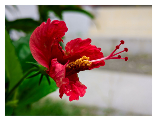 A red hibiscus flower with its prominent stamen covered in yellow pollen.
