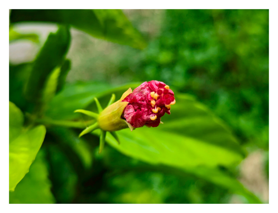 Close-up of the flower's bud, not being fully opened and showing the fuzzy dark red petals and the pollen at the center.