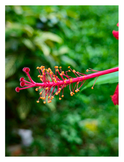 Close-up of the stamen and pistil from the full bloom hibiscus.