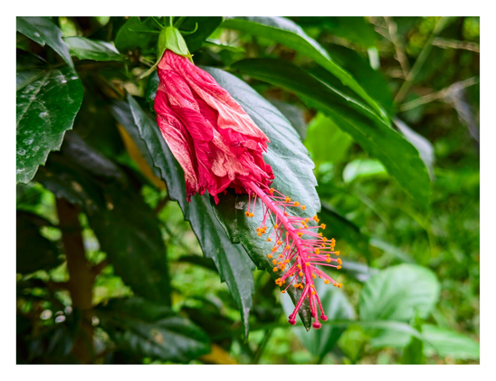 A wilting red hibiscus.