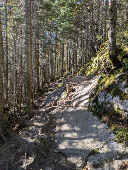 A nearly solidly rock path through conifers along the side of a hill with dappled sunlight shining on the path from between the trees and mosses on the forest floor.