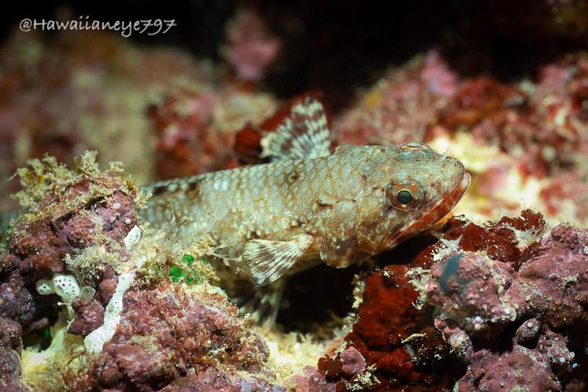 A beige-colored fish with orange lips pauses on an underwater reef. It has fine cross-hatched markings on its body and light-colored pectoral fins marbled with dark brown. Its surroundings are rocky and faintly pink in color.