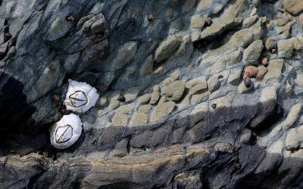 Photograph of two small white barnacles close together on the left side, clinging to a grey rock streaked with purple and yellow, where multiple tiny shells are also clinging.

Photographie de deux petites balanes blanches tout près l'une de l'autre du côté gauche, accrochées à un rocher gris strié de pourpre et de jaune, où s'accrochent aussi de multiples minuscules coquillages.