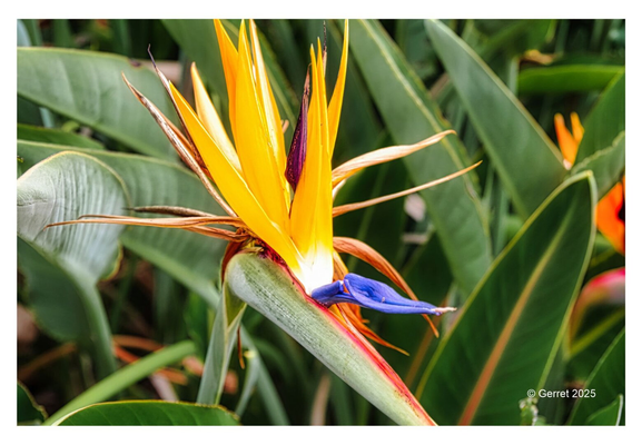 A vibrant Bird of Paradise flower with striking yellow petals and a vivid blue center amidst lush green leaves, exuding a tropical elegance.