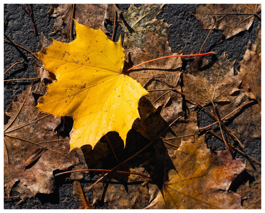 Ein gelbes Blatt liegt auf braunem Blattmatsch.