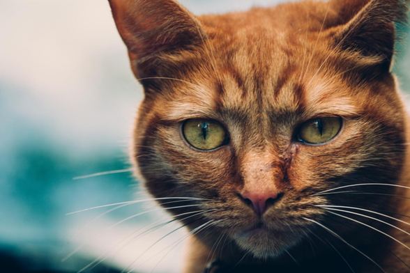 Un chat vous regarde, il est commode