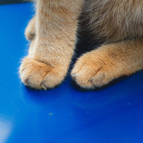 Pattes de chat