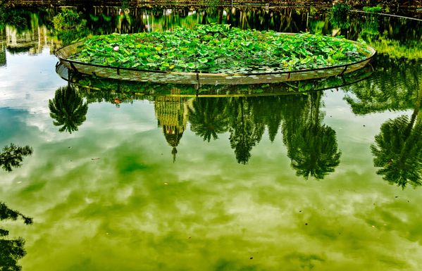 Pond with greenery and reflections in the water.