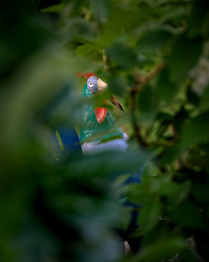 A garden statue of a cockerel hidden between the leafs of a bush.
