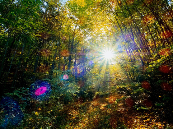 Sunstar in the autumnal wienerwald, lower austria