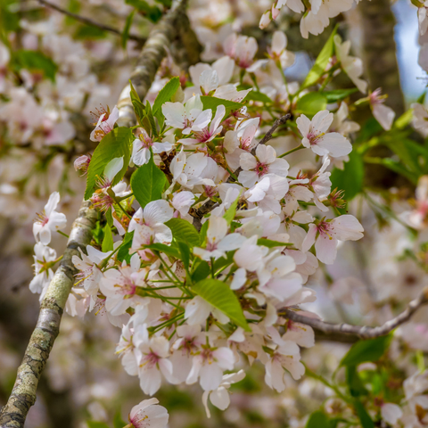 Close-up photograph of delicate white cherry blossoms with pale pink centers clustered on branches. The five-petaled flowers have prominent stamens and are accompanied by fresh green serrated leaves. The bark on the visible branches shows a textured, grayish surface with lighter patches. The background is softly blurred, showing more blossoms out of focus, creating a dreamy spring garden atmosphere.