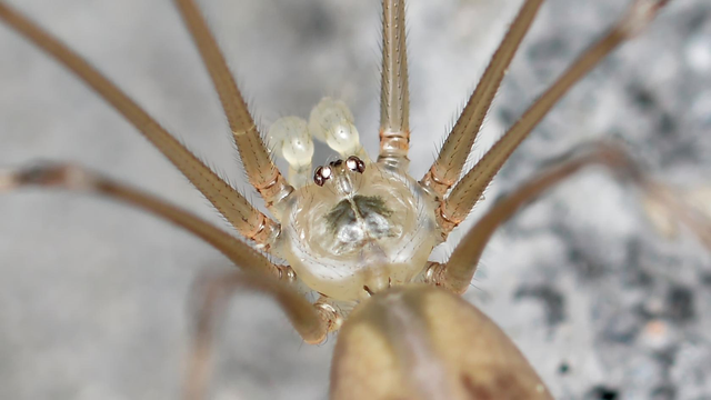 A closeup photo of a longbodied cellar spider.