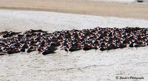 "A vast congregation of black skimmers blankets a sunlit coastal beach, their bodies forming a living tapestry of black, white, and flame-orange. Each bird stands poised on the pale sand, their sleek black backs and white underbellies creating a rhythmic contrast, like brushstrokes across a canvas. Their most striking feature—their vivid orange beaks—gleam in the light, with the lower mandible noticeably longer, hinting at their unique feeding ritual of skimming the water’s surface.

The skimmers are densely packed, shoulder to shoulder, facing in similar directions as if aligned by an unseen current or collective instinct. Some rest quietly, others shift slightly, their wings tucked neatly against their sides. The beach itself is smooth and open, stretching toward a soft blur of water in the background, where the horizon meets the sky in a gentle wash of blue and gray.

There’s a sense of ceremony in their gathering—an avian parliament or a coastal vigil—where each bird plays a role in the larger choreography of rest, readiness, and rhythm. The image captures not just a moment, but a phenomenon: the unity of movement, the quiet power of numbers, and the elegance of adaptation." - Microsoft Copilot