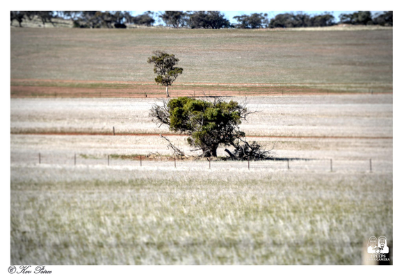 A photograph of a lone, sprawling green tree in the center of a dry, expansive paddock, likely rural Australia.

The ground in the foreground is covered in blurred pale, dry grass, and a thin wire fence runs horizontally across the middle ground.

A smaller, taller tree stands slightly behind and above the main tree. The background is a gently rising, blurred, ochre colored hill topped with a line of dark distant trees under a bright sky.