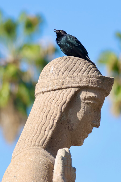 a black bird with shiny green eyes sits atop an Art Deco concrete sculpture of a woman’s head.
