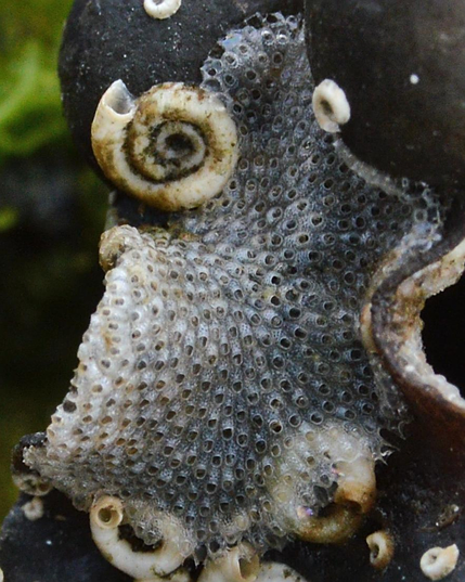 A photo of Bryozoa and coil worms on a piece of seaweed.