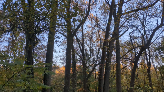Video looking east through the woods late on an autumn afternoon. The leaf cover is thinner. In the distance, the late afternoon sun illuminates a stand of trees that are displaying fine fall foliage — oranges, yellows and reds. Crickets can be heard faintly chirping.