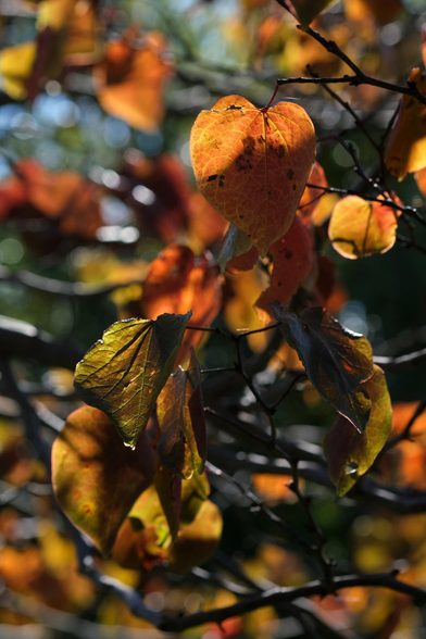 A photograph of orange and green leaves in autumn, backlit with sunlight.
