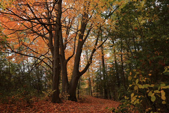 This photo is an autumn scene that was taken along an accessible hiking trail in a wooded area. The trail is about six feet wide and is mostly covered with fallen  leaves. It curves slightly to the left and slightly uphill around a small grouping of very mature trees. About thirty percent of the leaves are still on these trees, displaying a vibrant orangish colour amidst the branches.  This photo definitely has an autumn vibe associated with it. 